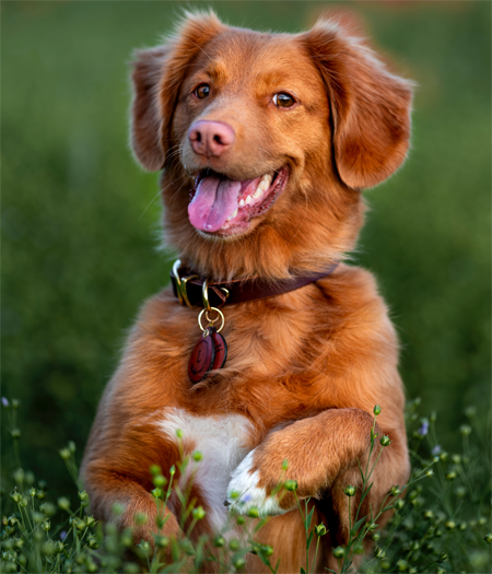 Happy Dog